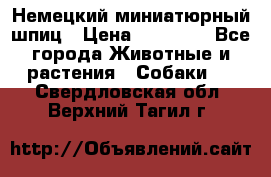 Немецкий миниатюрный шпиц › Цена ­ 60 000 - Все города Животные и растения » Собаки   . Свердловская обл.,Верхний Тагил г.